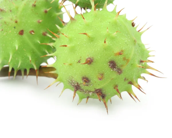 Green chestnut on white — Stock Photo, Image