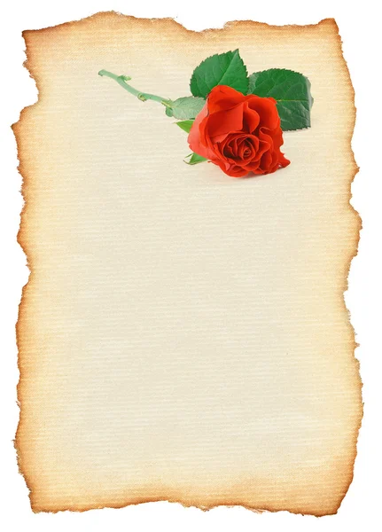 Scroll with rose — Stock Photo, Image