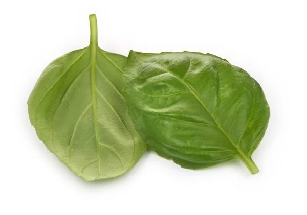 Dos hojas de albahaca — Foto de Stock