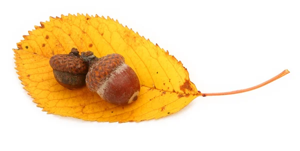 Żołędzie i suchą jesień liść — Zdjęcie stockowe
