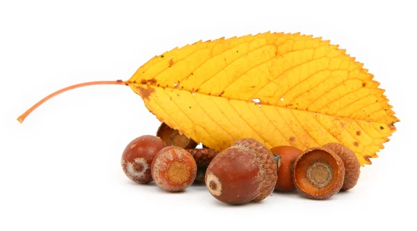 Acorns and leaf — Stock Photo, Image