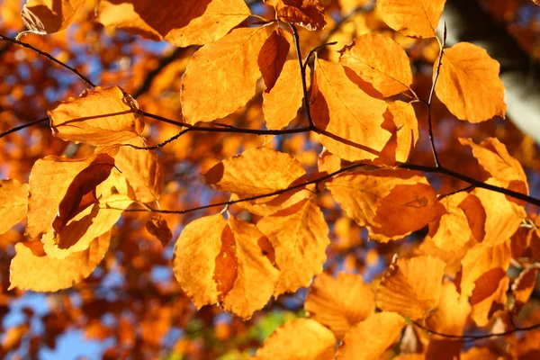 Feuilles d'automne vives lumineuses — Photo