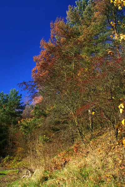 秋天的颜色 — 图库照片