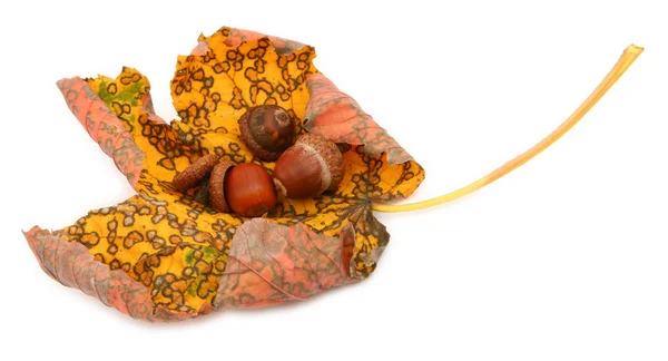 Akçaağaç yaprağı ile meşe palamutları kıvrılmış — Stok fotoğraf