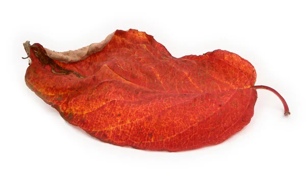 Suchy liść jesienny — Zdjęcie stockowe