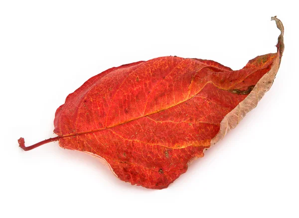 Suchý podzimní list — Stock fotografie