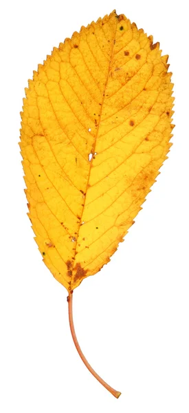 Trockenes Herbstblatt — Stockfoto