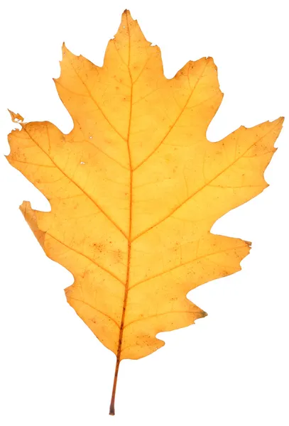 Dry oak leaf — Stock Photo, Image
