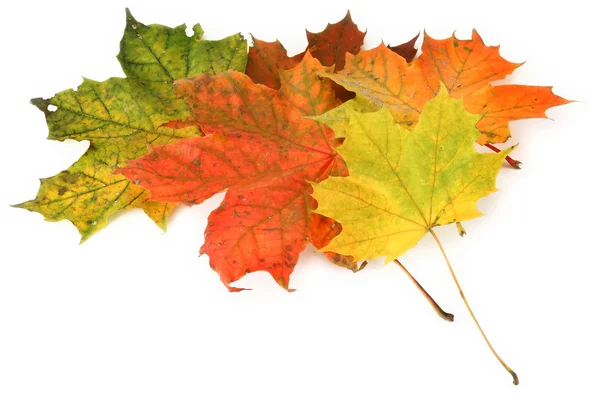 Veelkleurige esdoorn bladeren — Stockfoto