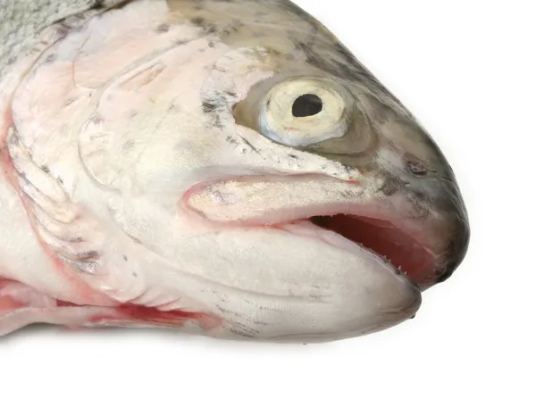 Testa di pesce su bianco — Foto Stock