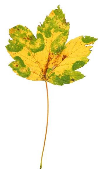 Многоцветный кленовый лист — стоковое фото
