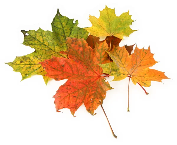 色とりどりのカエデの葉 — ストック写真