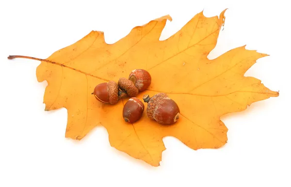 Oak leaf and acorns — Stock Photo, Image