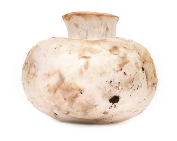 Cogumelo de prado único — Fotografia de Stock
