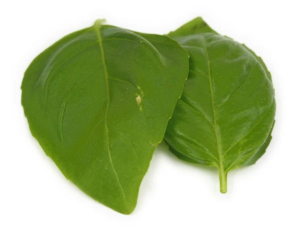 Dos hojas de albahaca —  Fotos de Stock