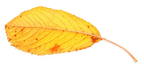Żółty jesienią suchy liść — Zdjęcie stockowe