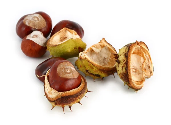 Group of chestnuts Royalty Free Stock Images