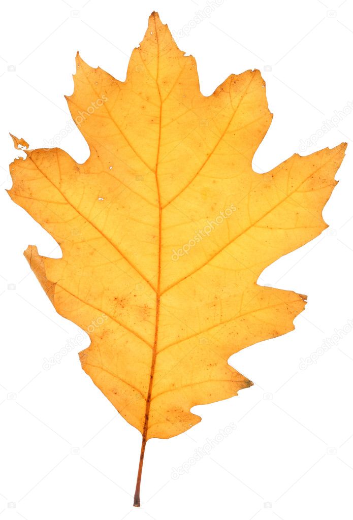 Dry oak leaf