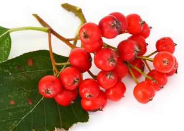 Rowan berries clipart