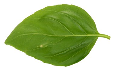 Single basil leaf clipart