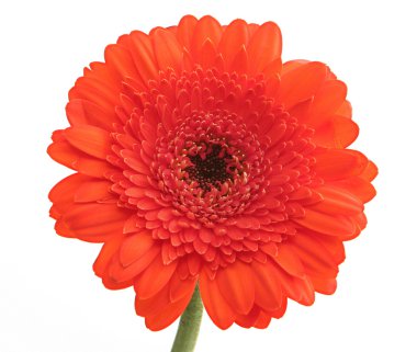 Top of gerbera clipart