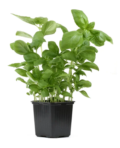 Fresh basil in pot — Stock Photo, Image