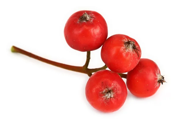 Extreme macro of rowan berries — Stock Photo, Image