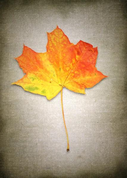 Maple leaf against retro background — Stock Photo, Image