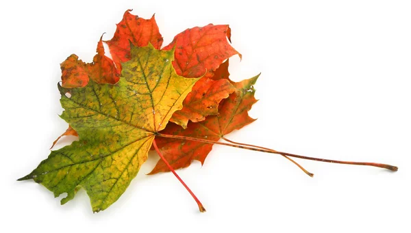 Veelkleurige esdoorn bladeren — Stockfoto