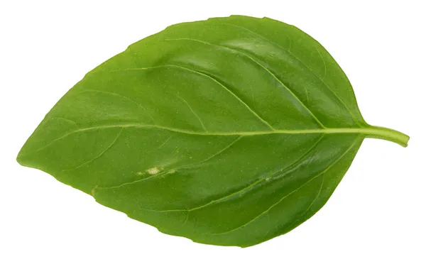 Single basil leaf — Stock Photo, Image