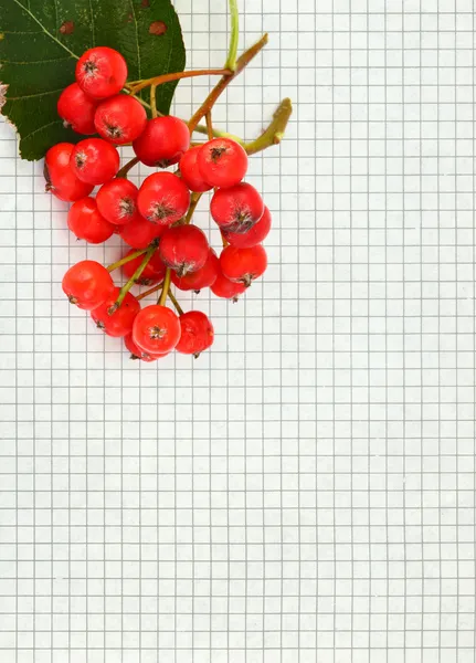 Rowan berry di atas kertas — Stok Foto