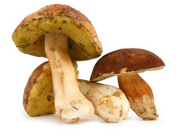 stock image Various boletus mushrooms