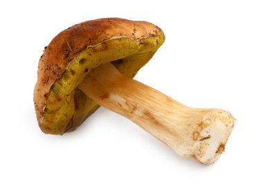 Boletus beyaz