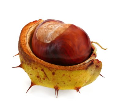 Chestnut on white clipart