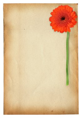 Gerbera flower against old paper clipart