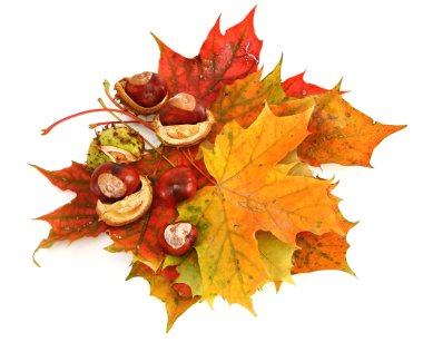 Maple leaves and chestnuts clipart