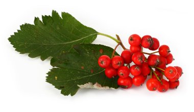 Rowan berries clipart