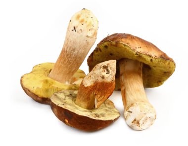 Three various boletus mushrooms clipart