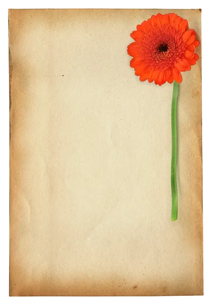 Квітка Гербера проти старого паперу — стокове фото