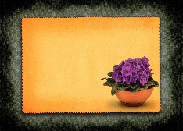 Fresh violets in pot — Stock Photo, Image