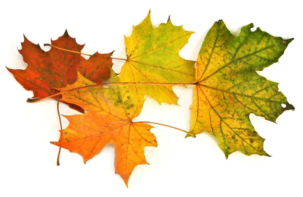 Groep van esdoorn bladeren — Stockfoto