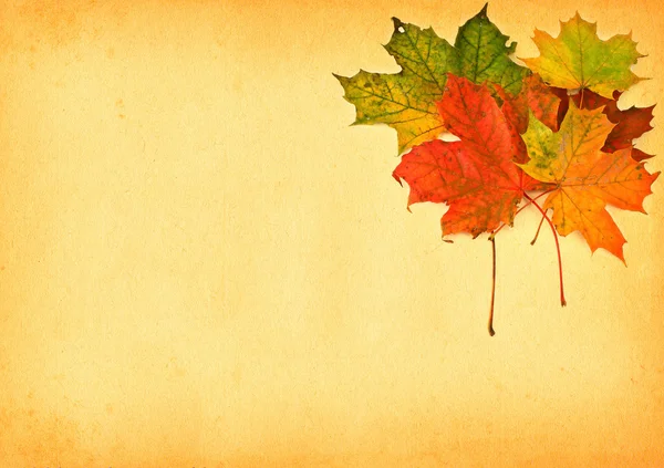 Esdoorn bladeren tegen papier — Stockfoto