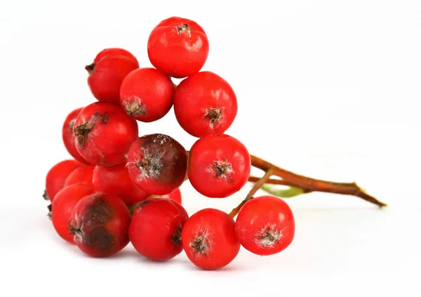 Макро рябиновых ягод — стоковое фото