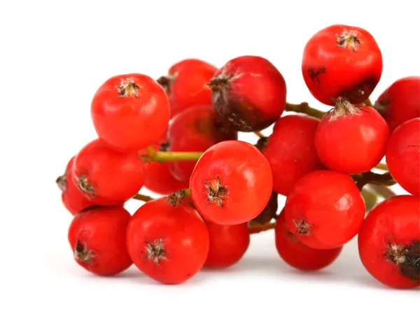 Макро рябиновых ягод — стоковое фото