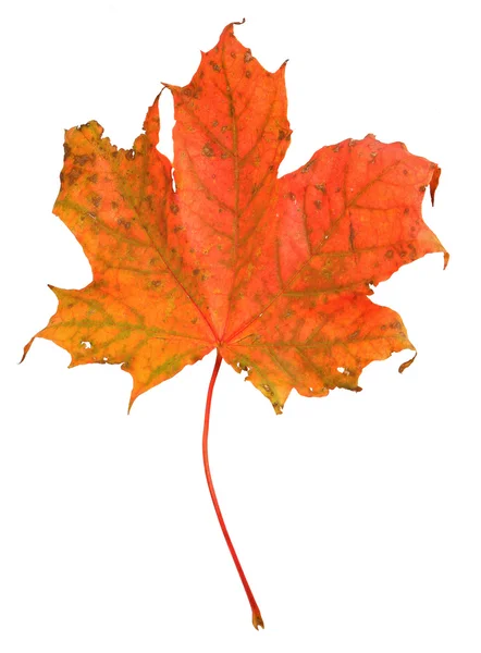 Maple leaf isolated — Stock Photo, Image