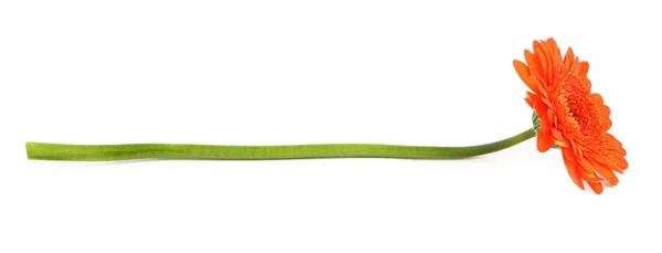 Profile of gerbera flower — Stock Photo, Image