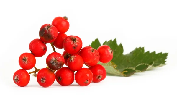 Rowan berries #4 — Stock Photo, Image