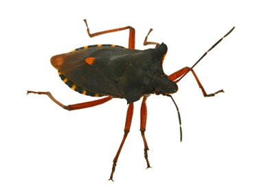 Hemiptera hata