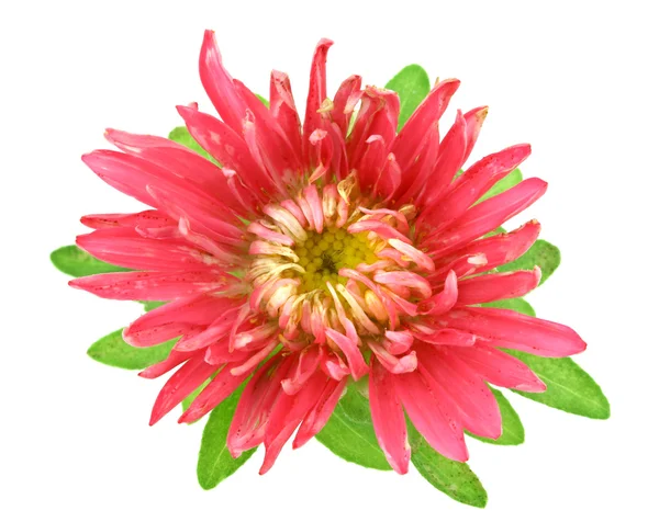 Aster flower — Stock Photo, Image