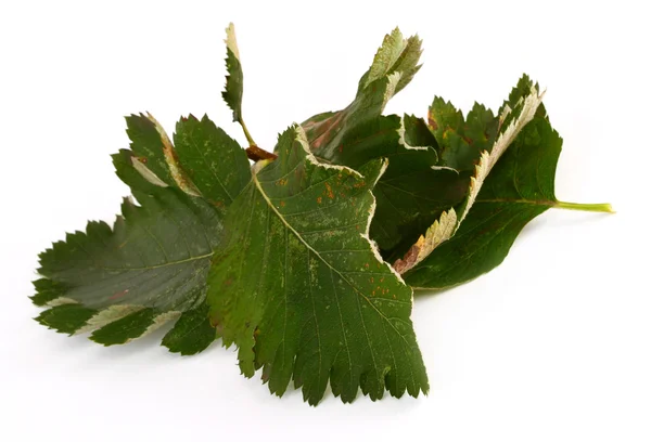 Stapel van groene bladeren — Stockfoto